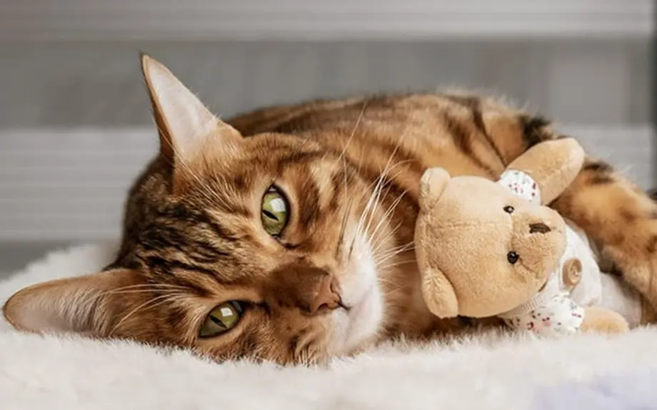 Pets at Home